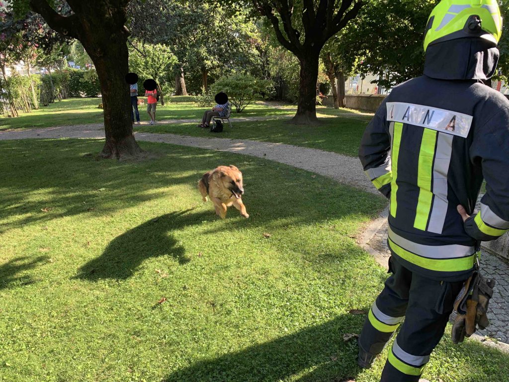 Herrenloser Hund läuft mehrfach in Straßenverkehr Freiwillige