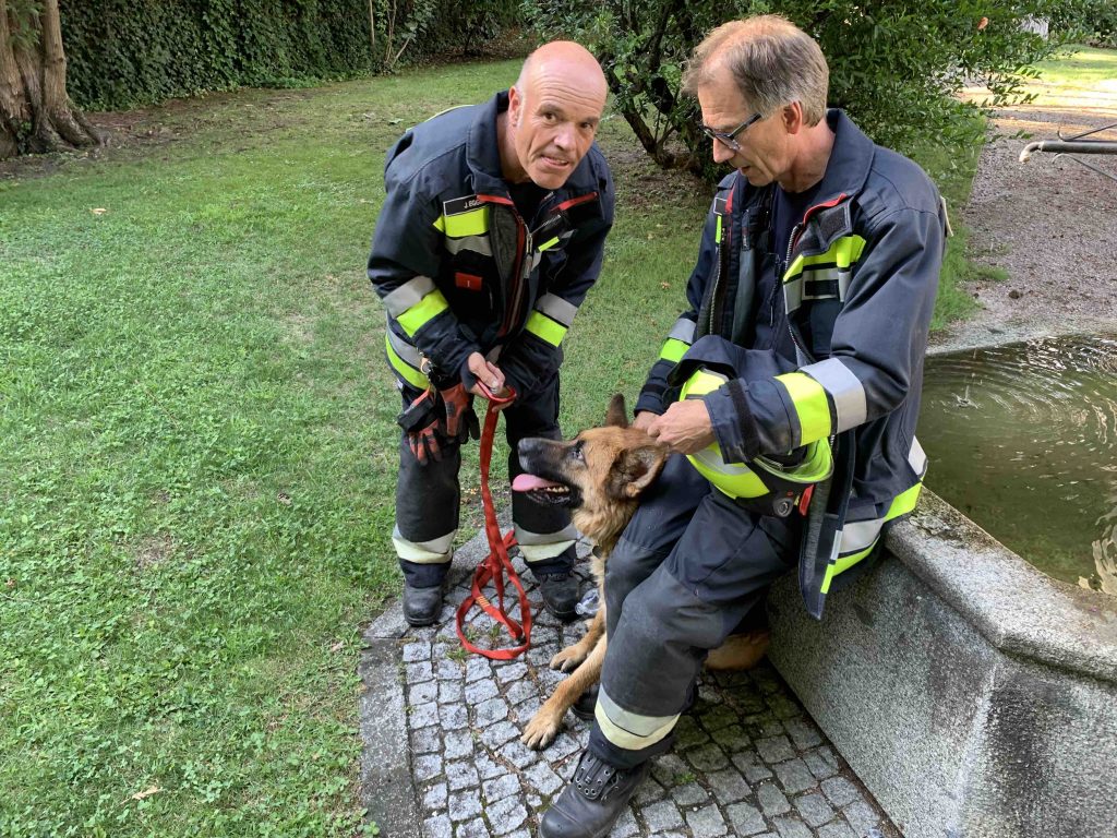 Herrenloser Hund läuft mehrfach in Straßenverkehr Freiwillige